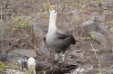 073 Waved albatross 10